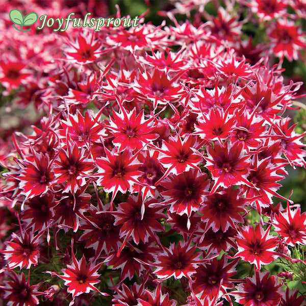 Popstars Red Phlox Seeds