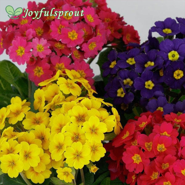 Lighthouse Mix Primula Seeds
