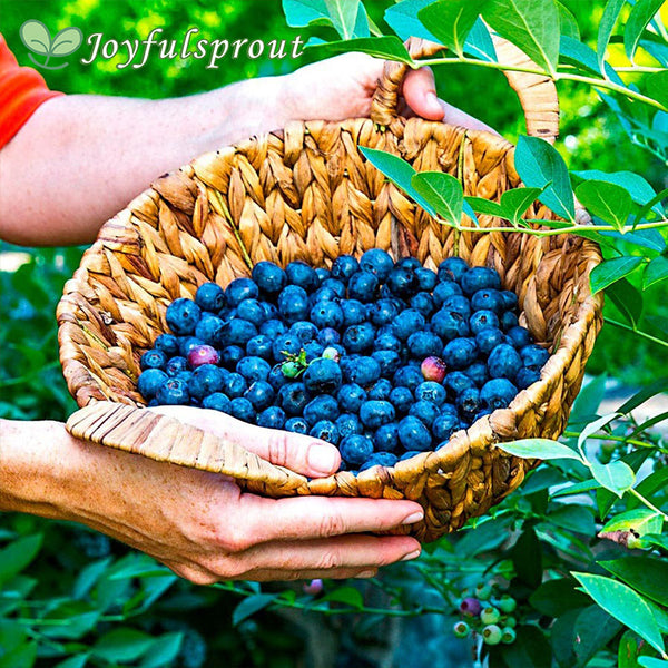 Vaccinium DownHome Blueberry Seeds