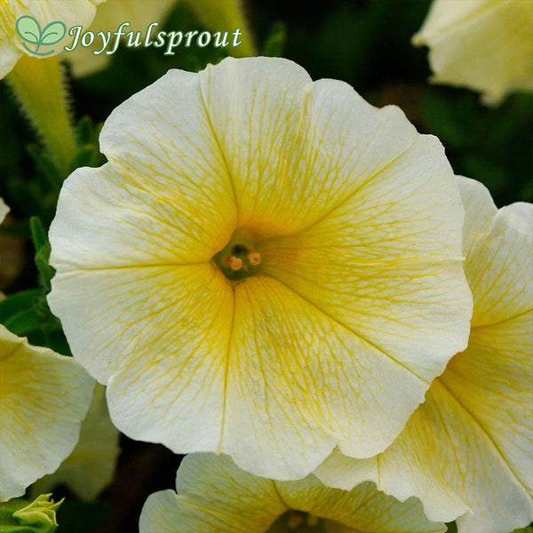 E3 Easy Wave Yellow Petunia Seeds