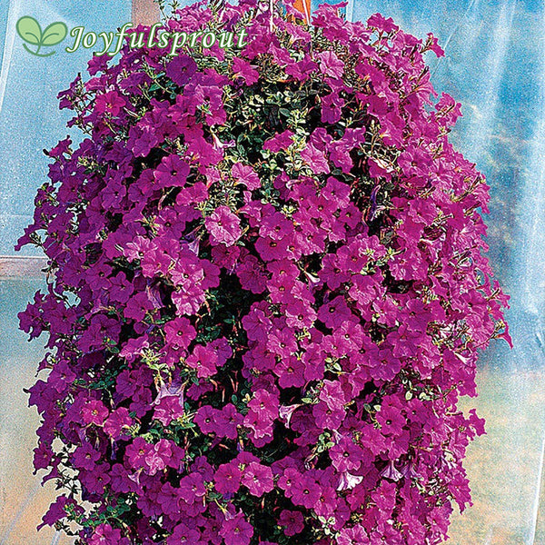 Wave Lavender Hybrid Petunia Seeds