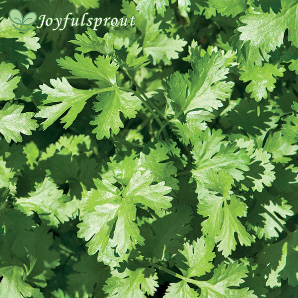 Organic Cilantro Seeds