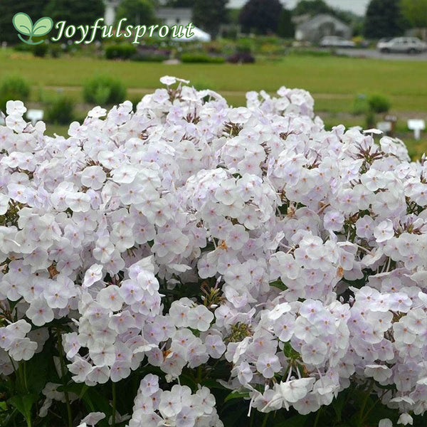 Phlox 'Fashionably Early Crystal'