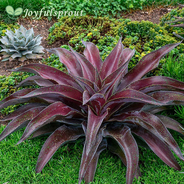 Mangave Mad About Mangave 'Mission to Mars'