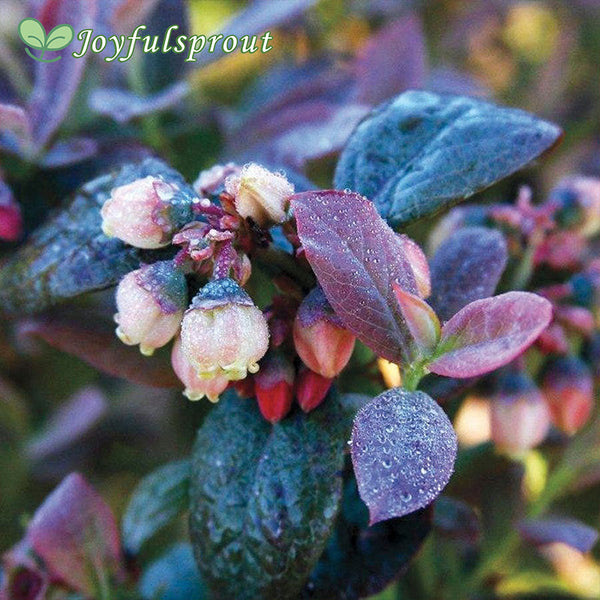 Bushel and Berry Blueberry Pink Icing Seeds