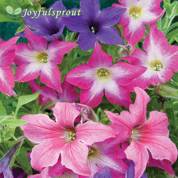 'Sparklers' Petunia Seeds