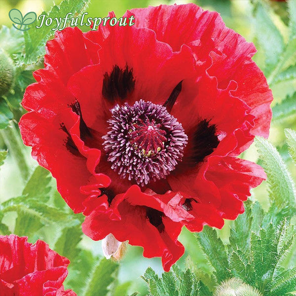 Papaver Red Poppies Seeds