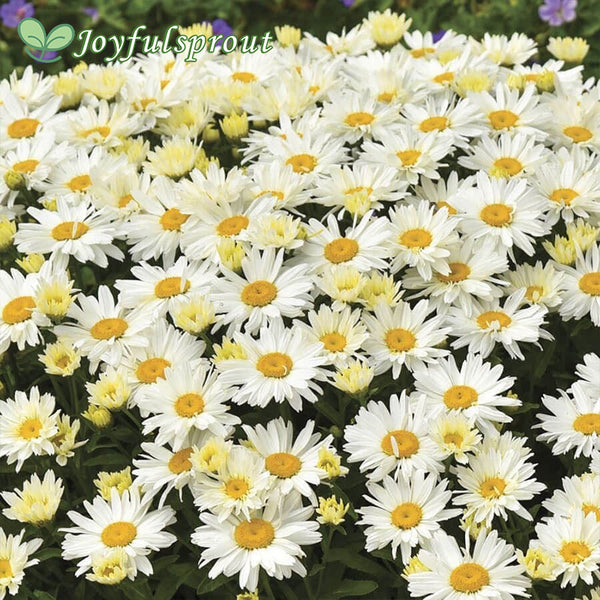 Leucanthemum 'Cream Puff'