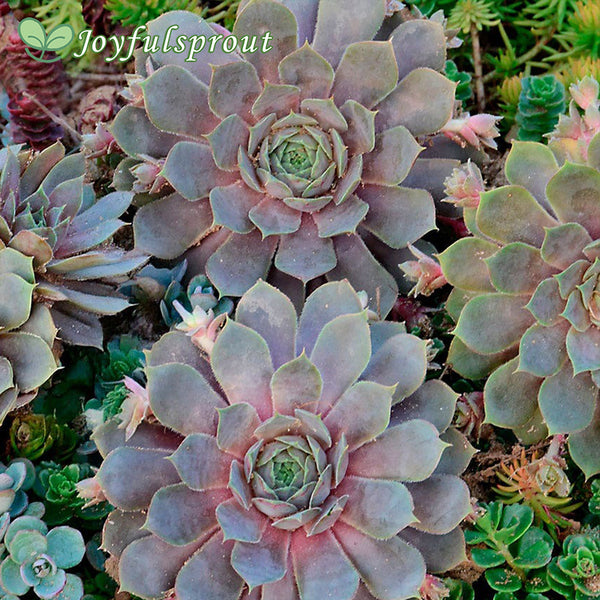Sempervivum 'Pacific Blue Ice' Hens & Chicks