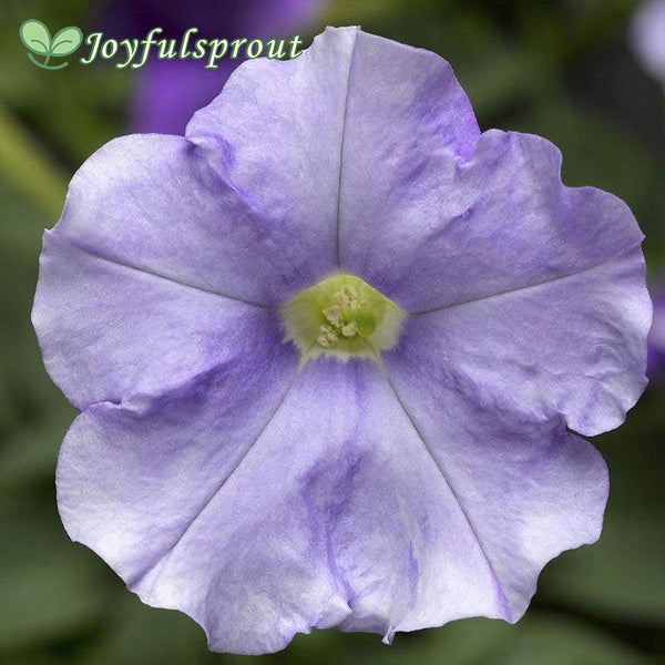 FlashForward Sky Blue Petunia Seeds