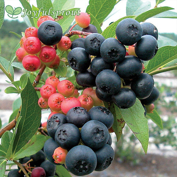 Blueberry 'Nocturne' Vaccinium Seeds