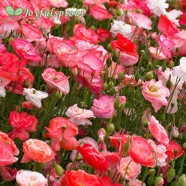 "Falling in Love" Poppy Seeds