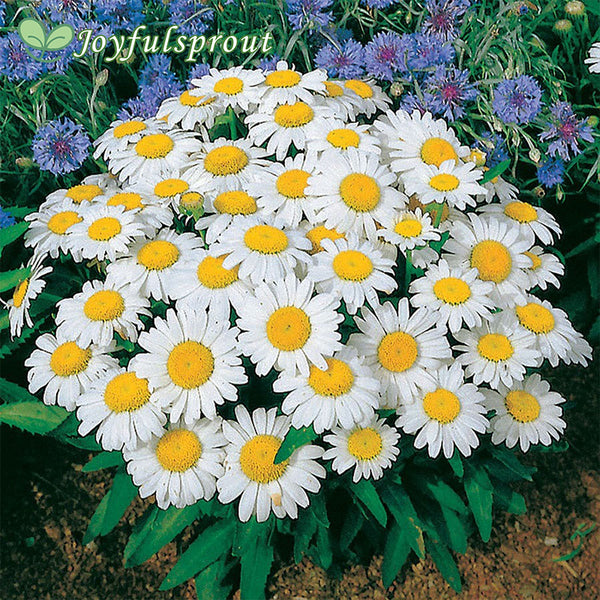 Snow Lady Shasta Daisy Seeds