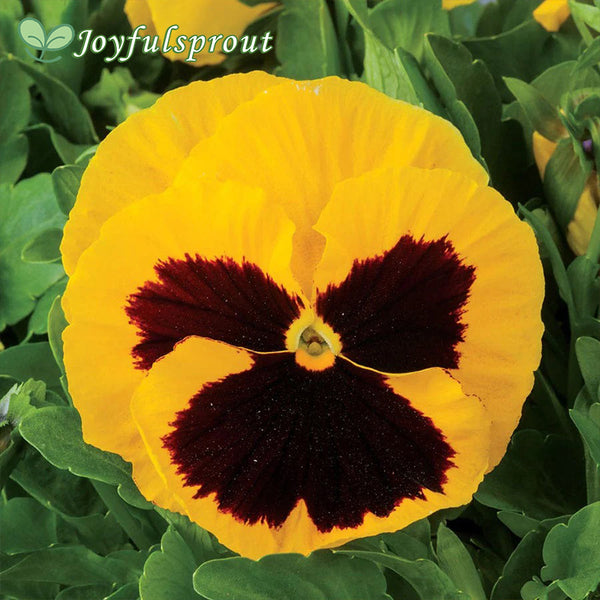 Majestic Giants II Yellow with Blotch Hybrid Pansy Seeds