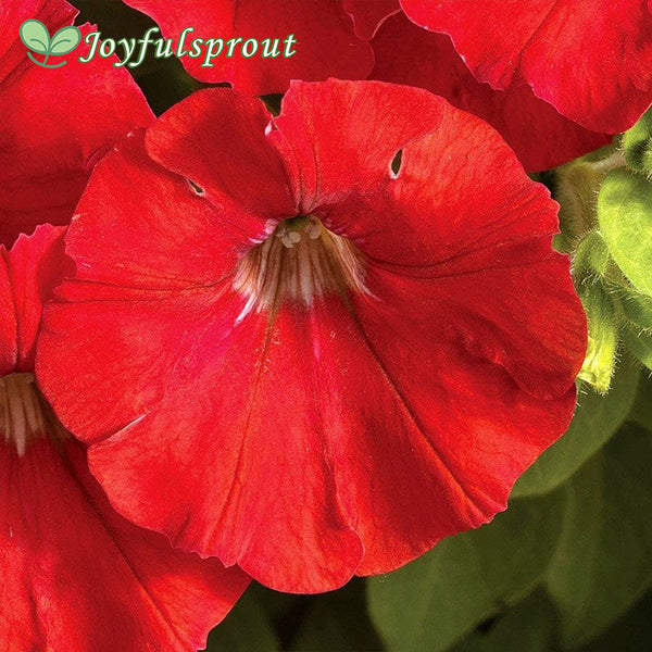 Easy Wave Berry Velour Petunia Seeds