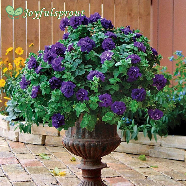 Petunia Double Wave Blue Velvet