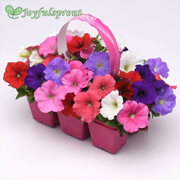 E3 Easy Wave Formula Mixture Petunia Seeds