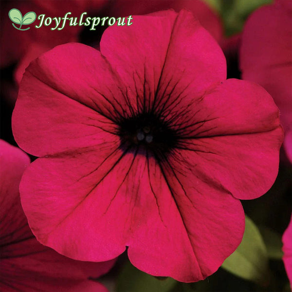 Wave Purple Classic Hybrid Petunia Seeds