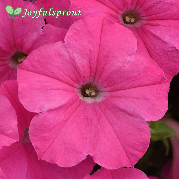 E3 Easy Wave Pink Cosmo Petunia Seeds