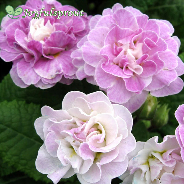 Primula vulgaris Belarina Pink Ice