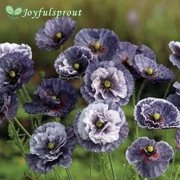 'Amazing Grey' Poppy Seeds