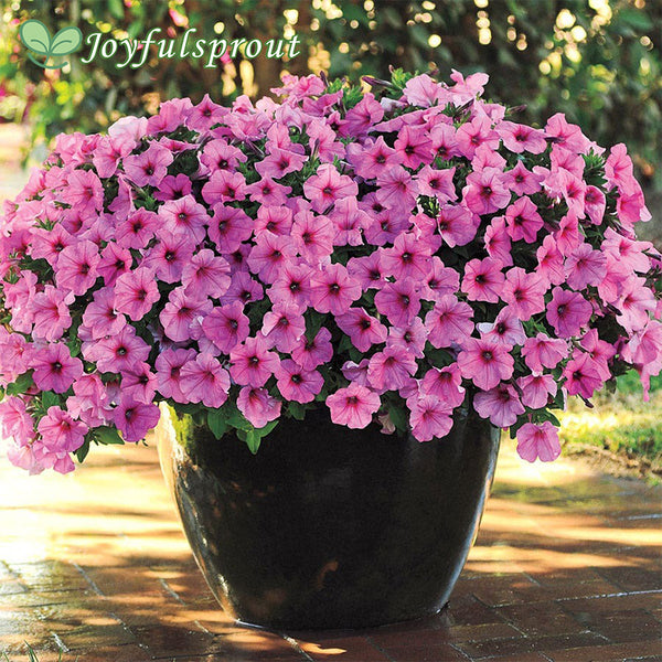 Easy Wave Pink Passion Petunia Seeds
