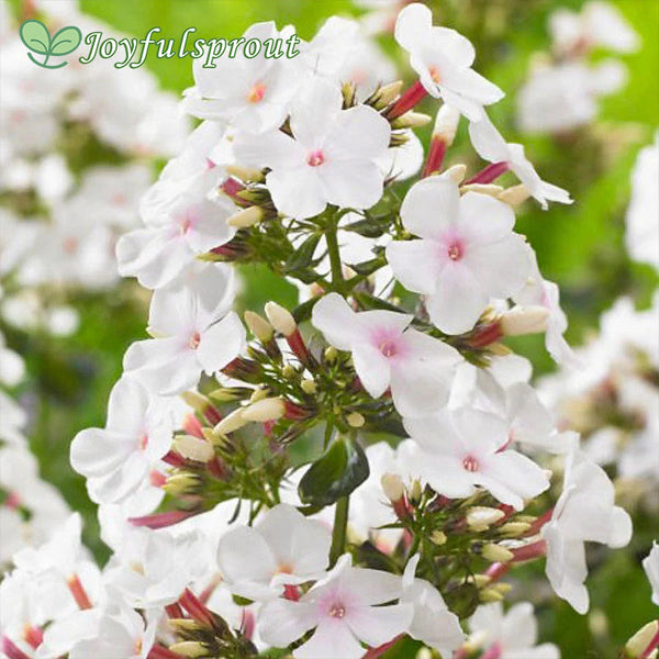 Phlox 'Popeye'