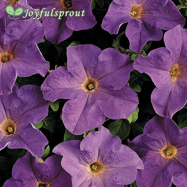 Dreams Sky Blue Petunia Seeds