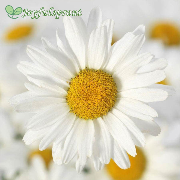 White Lion Shasta Daisy Seeds