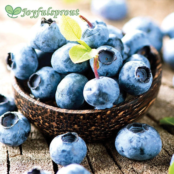 Vaccinium Blueberry Patch Blend Easy Fruit Kit Seeds