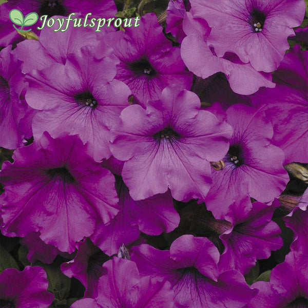 Easy Wave Violet Hybrid Petunia Seeds