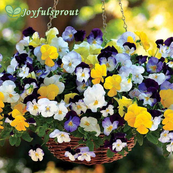 Cool Wave Mix Pansy Seeds