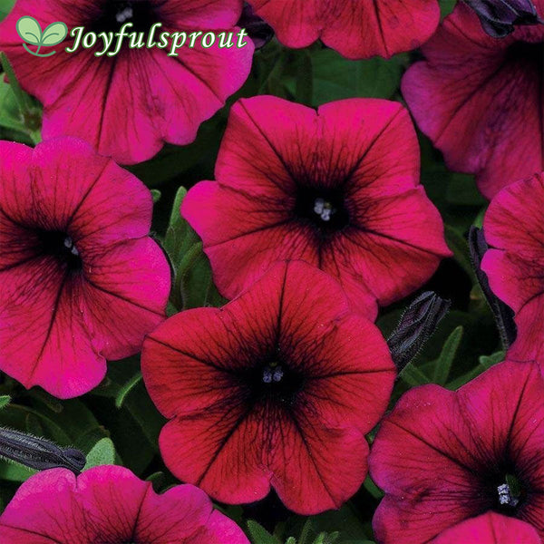 Shock Wave Deep Purple Petunia Seeds