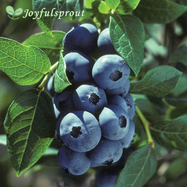 Blueberry 'Chippewa' Vaccinium Hybrid Seeds