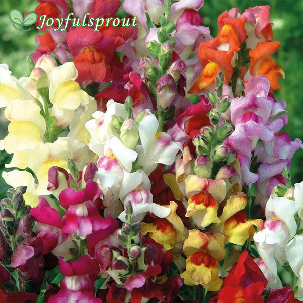 'Circus Clowns' Snapdragon Seeds