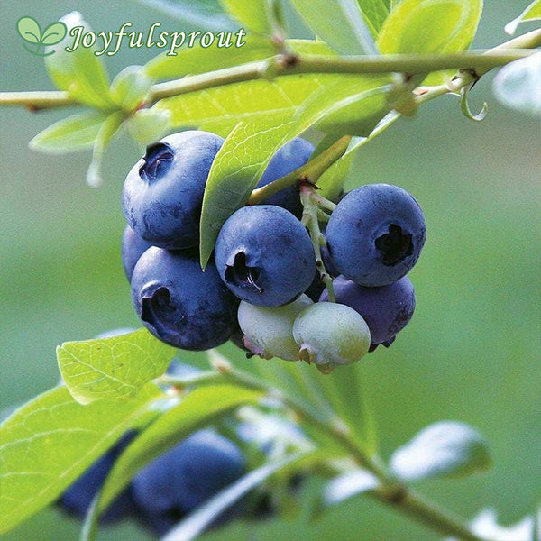 Blueberry 'Tophat' Vaccinium Seeds