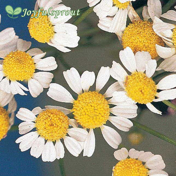 German Chamomile Seeds