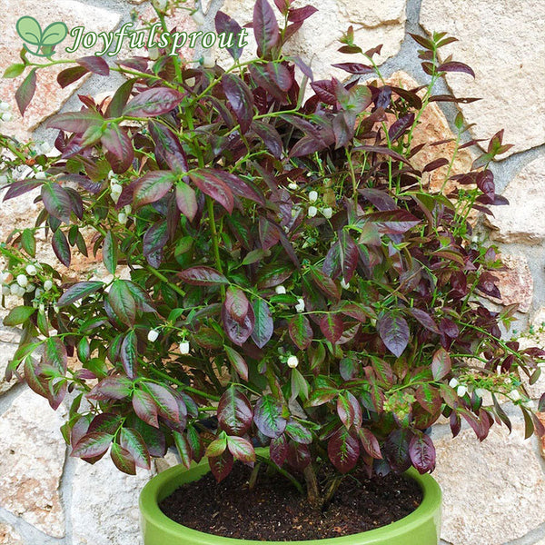 Blueberry Cabernet Splash Vaccinium Seeds