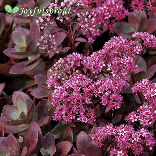 Sedum SunSparkler 'Firecracker' Stonecrop