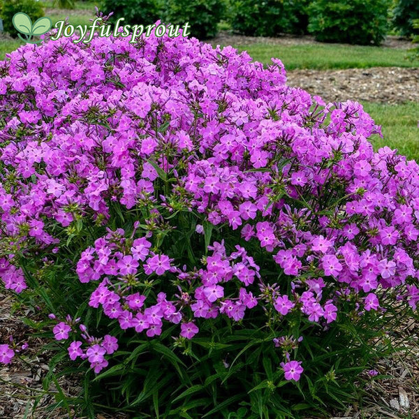Phlox 'Opening Act Romance'