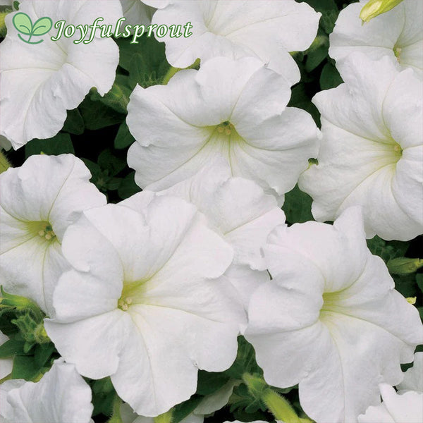 Easy Wave White Petunia Seeds