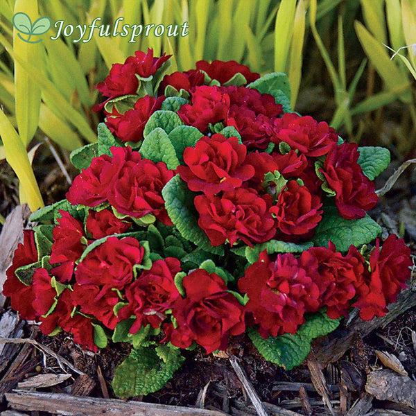 Primula Belarina Valentine