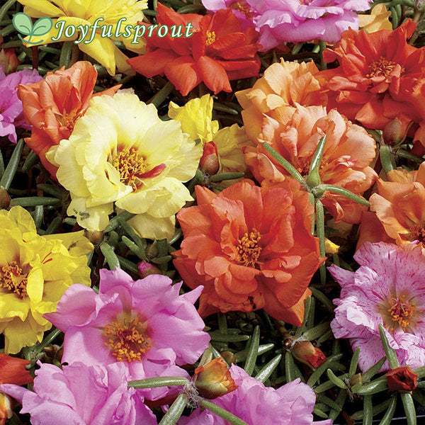 Sundial Mix Hybrid Moss Rose Seeds