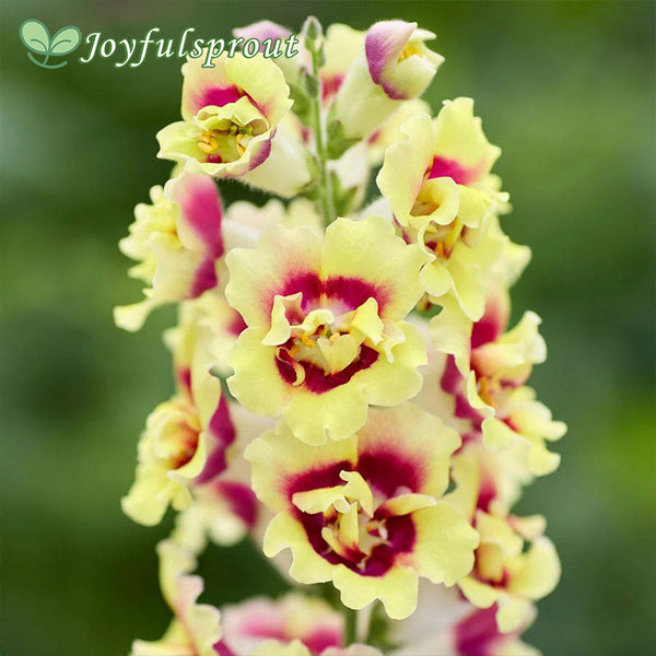 DoubleShot Yellow Red Heart Snapdragon Seeds