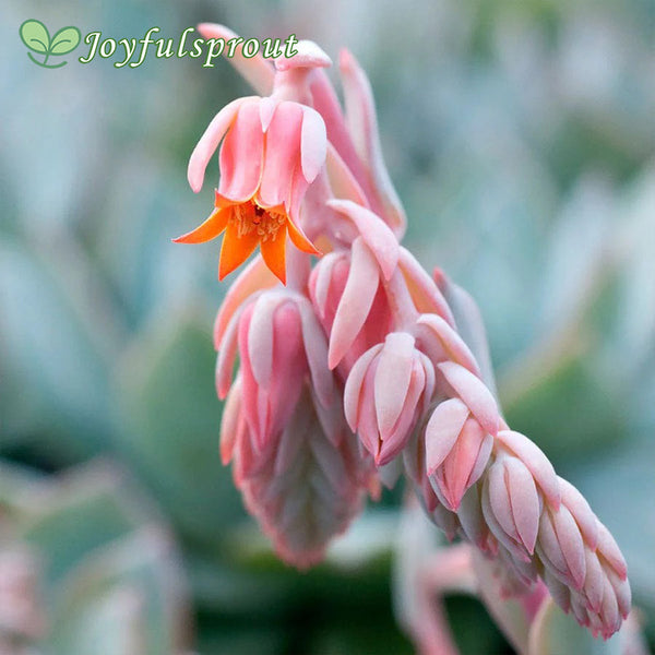 Urban Orange Echeveria Seeds