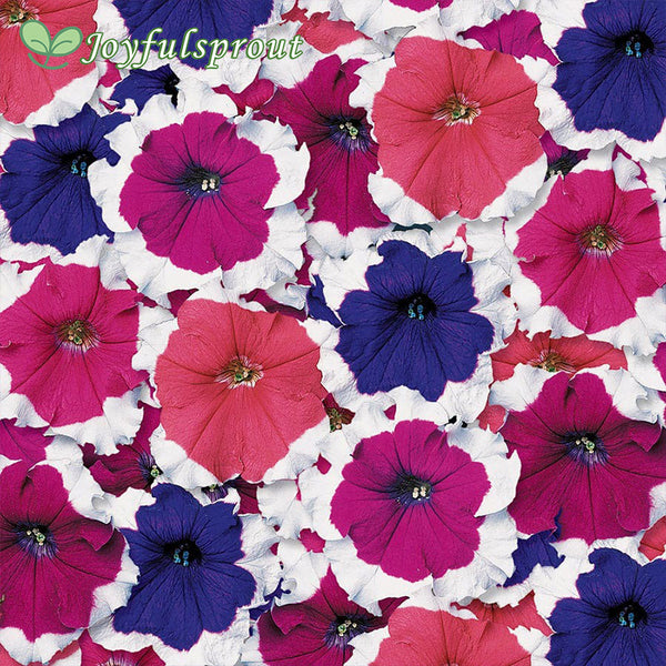 Donna Picotee Mix Petunia Seeds