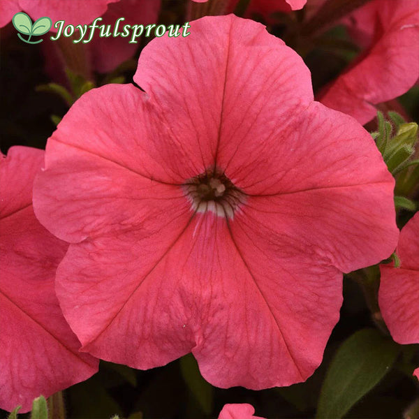 E3 Easy Wave Coral Petunia Seeds