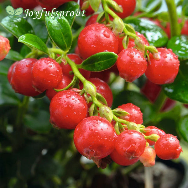 Vaccinium 'Red Candy' Lingonberry Seeds