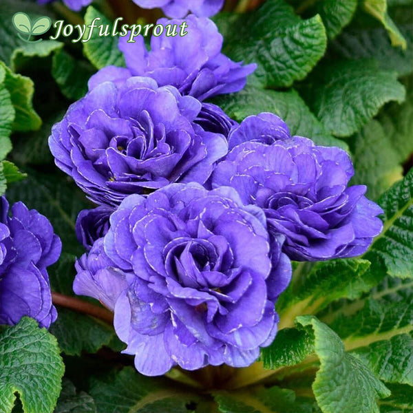 Primula PRIMA BELARINA 'Blue Champion'