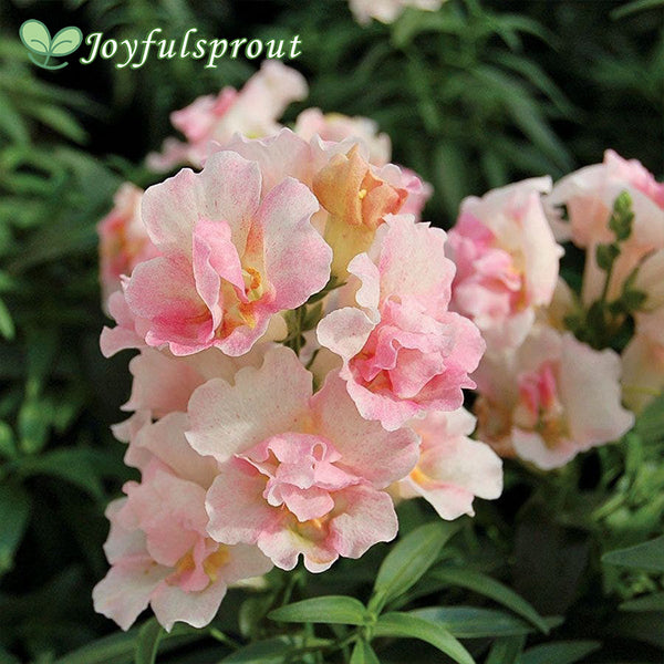 Snapdragon Twinny Appleblossom Seeds